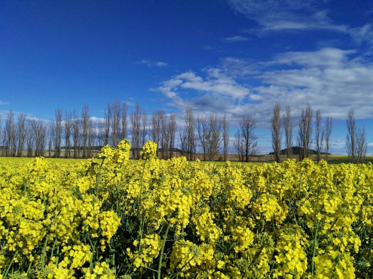 La Aldea Colorada Casa Rural Mota del Marqués Kültér fotó